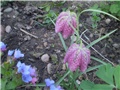 kockavica